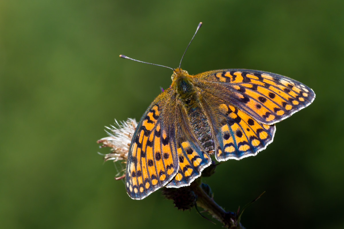 farfalla da identificare